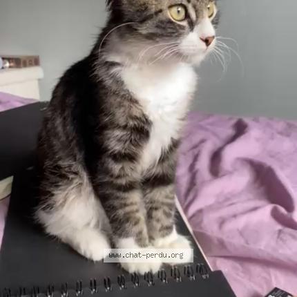 Photo de chat perdu à Audincourt