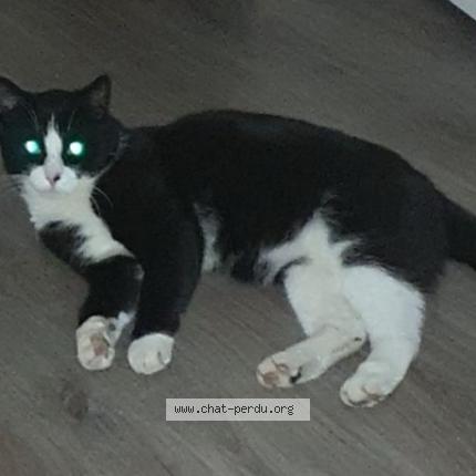 Photo de chat perdu à Mons En Baroeul