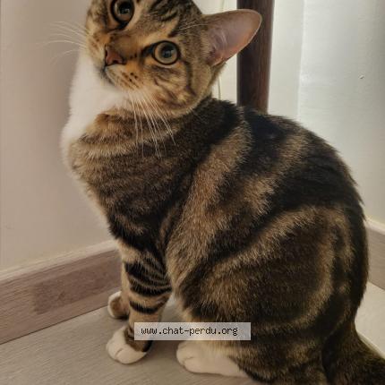 Photo 1/1 Chat retrouvé Perdu à Nevers
