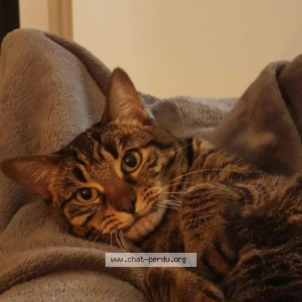 Photo de chat perdu à Sainte Marine