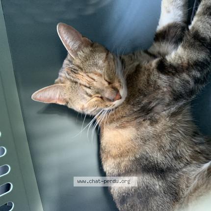 Photo 1/1 Chat retrouvé Perdu à Rennes