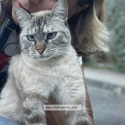 Photo 1/1 Xenna Chat perdu à Realville