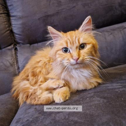 Photo de chat perdu à Courpiere