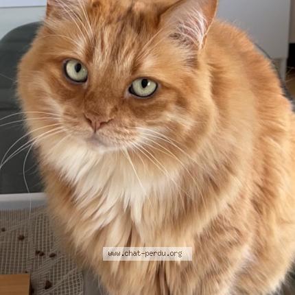 Photo de chat perdu à Sain Bel