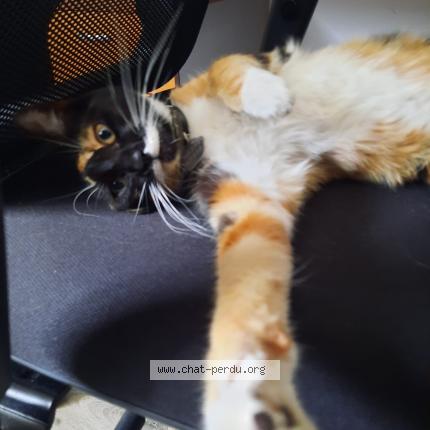 Photo de chat perdu à Ales