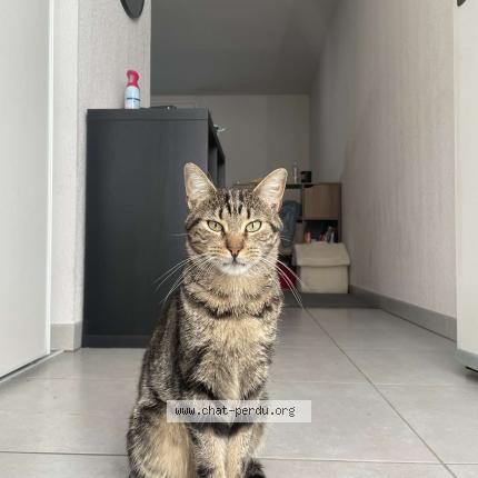 Photo de chat perdu à Biscarrosse Plage
