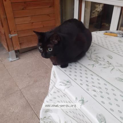 Photo 1/1 Chat retrouvé Perdu à Villeurbanne