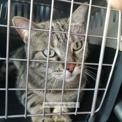 Photo de chat trouvé à Limeil Brevannes