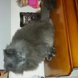 Photo de chat perdu à Le Mans