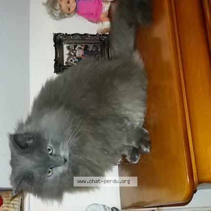 Photo 1/1 Chat retrouvé Perdu à Le mans