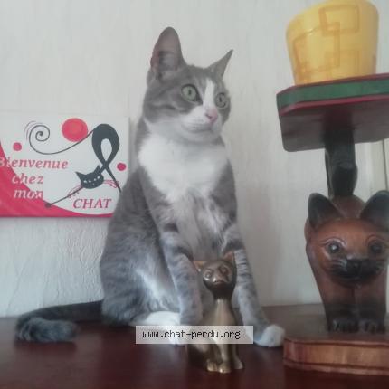 Photo 1/1 Chat retrouvé Perdu à Dijon