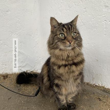 Photo de chat perdu à Meudon