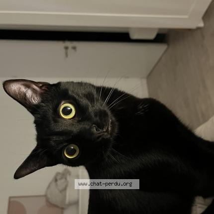 Photo de chat perdu à Amiens