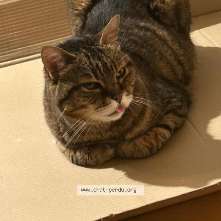Photo 1/1 Dewey Chat perdu à Feigeres