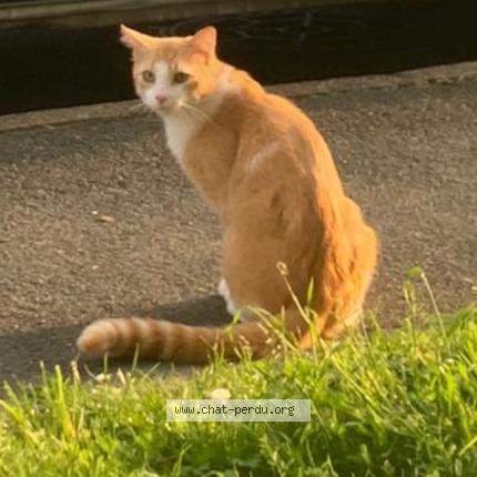 Photo 1/1 Chat retrouvé Perdu à Epinay Sur Seine