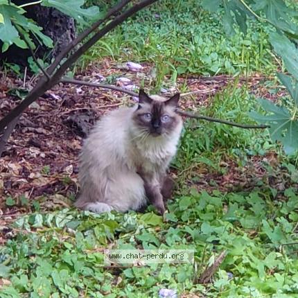 Photo de chat perdu à Brantome