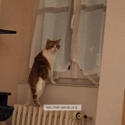 Photo 1/1 Chat retrouvé Perdu à Laval