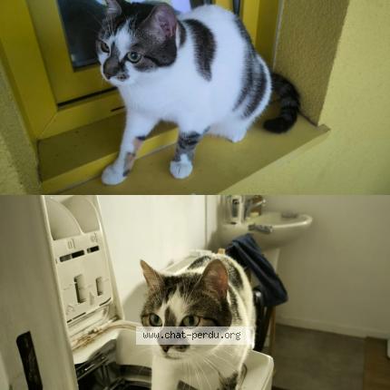 Photo de chat perdu à Clermont Ferrand