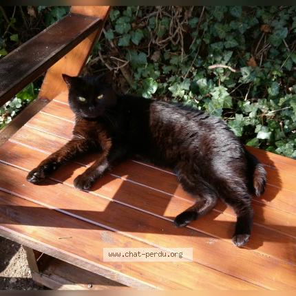 Photo 1/1 Cutly Chat perdu à Rillieux la pape