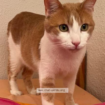 Photo 1/1 Chat retrouvé Perdu à Bourg Saint Maurice