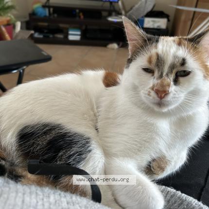 Photo 1/1 Chat retrouvé Perdu à Saint germain en laye