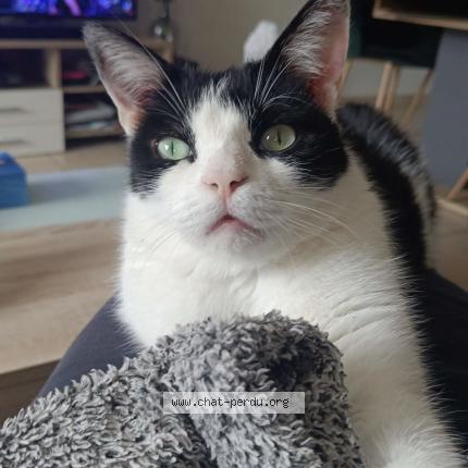 Photo 1/1 Chat retrouvé Perdu à Verdun Sur Garonne