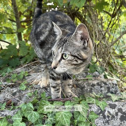 Photo 1/2 Cléopâtre Chat perdu à Les trois lacs