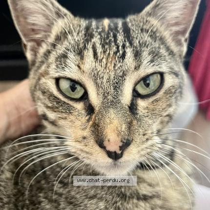 Photo 2/2 Cléopâtre Chat perdu à Les trois lacs