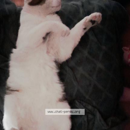 Photo de chat perdu à Mont De Marsan