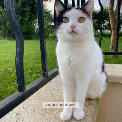 Photo de chat perdu à Bouranton