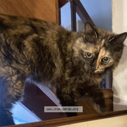 Photo de chat trouvé à Bordeaux