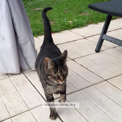 Photo de chat perdu à Les Andelys