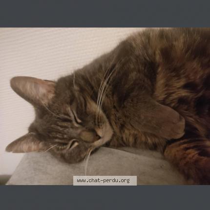 Photo de chat perdu à Lyon