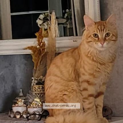 Photo de chat perdu à Frejus