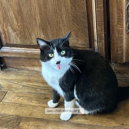 Photo de chat perdu à Saint Prix