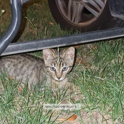 Photo de chat trouvé à Ramonville