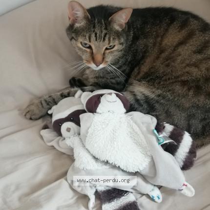 Photo 1/1 Plume Chat perdu à Bessines