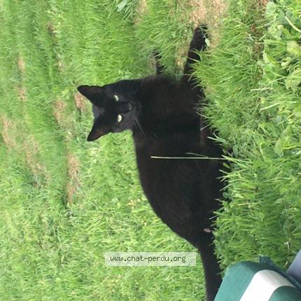 Photo 1/1 Billy Chat perdu à Questembert