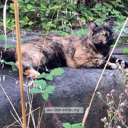 Photo 1/1 Chat retrouvé Trouvé à Rennes