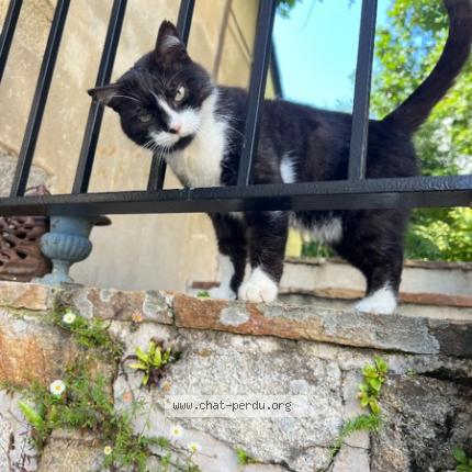 Photo de chat perdu à La Couarde Sur Mer