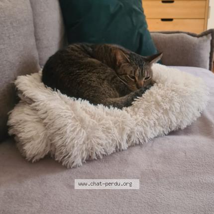 Photo 1/1 Chat retrouvé Perdu à Le chesnay