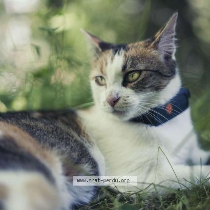 Photo de chat perdu à Besancon