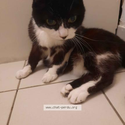 Photo de chat trouvé à Nantes