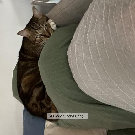 Photo de chat perdu à Reze