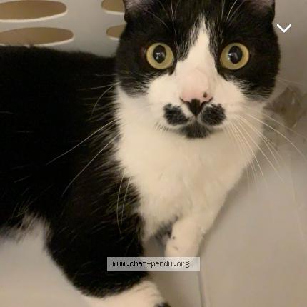 Photo de chat perdu à Chenove