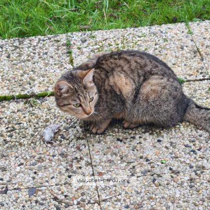 Photo de chat perdu à Marcq En Baroeul