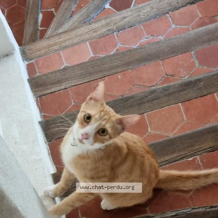 Photo 1/1 Chat retrouvé Trouvé à La Ciotat