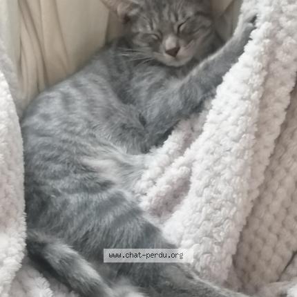 Photo de chat perdu à Bourguebus