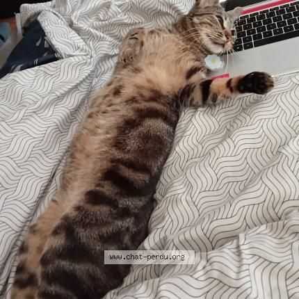 Photo de chat perdu à Nantes