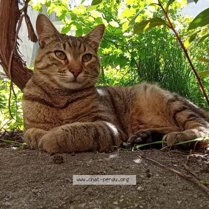 Photo 1/1 Chat retrouvé Perdu à Saint Denis